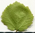 * Nomination Populus tremula. Leaf abaxial side. --Knopik-som 03:20, 13 July 2021 (UTC) * Promotion  Support Good quality -- Johann Jaritz 03:26, 13 July 2021 (UTC)