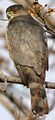 Accipiter cooperii