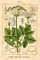 Aegopodium podagraria vol. 12 - plate 09 in: Jacob Sturm: Deutschlands Flora in Abbildungen (1796)