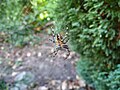 A Araneus diadematus (European garden spider) in an orb web. Was found in a garden in Liss, Hampshire, England.
