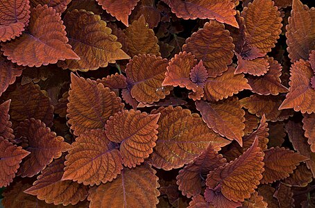 Coleus (71543)