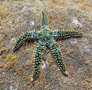 Estrella espinosa común (Marthasterias glacialis), Madeira, Portugal, 2019-05-31, DD 57