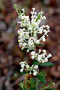 Grevillea sp Toodyay West - 51862870523.jpg