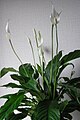 Spathiphyllum wallisii