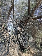 PikiWiki Israel 72829 ancient olive tree.jpg