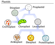 Plastids types ca.svg