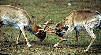 Saiga Fight 3 (6383860215).jpg