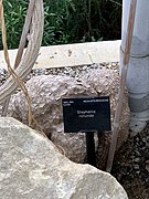 Stephania rotunda Lour. cultivated at Royal Botanic Gardens, Kew. Woody caudex & plaque.jpg