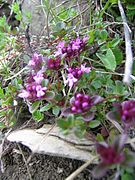 Thymus pulegioides