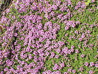 Thymus serpyllum coccineum