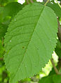 Leaf (note the nectar glands on the stalk)