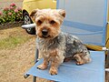 yorkshire terrier male non lof de 6 kilos