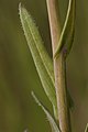 Arabis sparsiflora