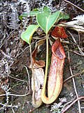 Thumbnail for File:N. maxima.jpg