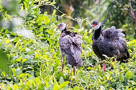 Northern Screamer - Chicagüire (Chauna chavaria) (24156590571).jpg