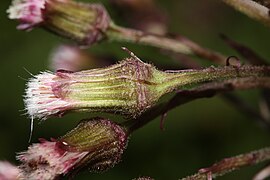 Petasites frigidus 6214.JPG