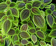 Pilea involucrata, Botanic Garden of Munich, Germany