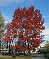 Quercus rubra