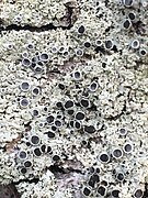 Rosette Lichen.jpg