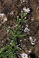 Symphyotrichum subspicatum