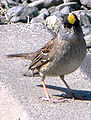 Golden-crowned Sparrow (Zonotrichia atricapilla)