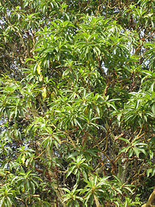 Arbutus canariensis