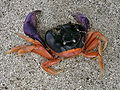 Crab on Panamanian beach