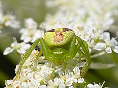 Ebrechtella tricuspidata female.jpg