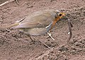 Erithacus rubecula with earthworm