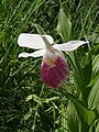 Cypripedium reginae