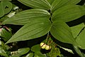 Maianthemum stellatum