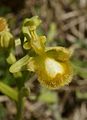 Ophrys speculum var. lutescens Spain - Mallorca