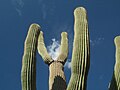 osmwiki:File:Saguaro jul04 38.jpg