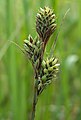 Carex buxbaumii