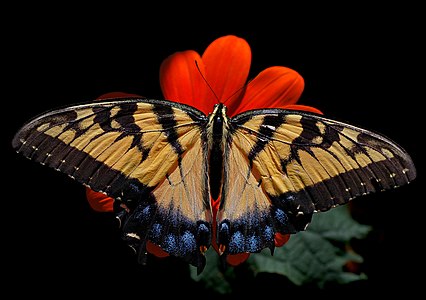 ♀ Papilio glaucus (Eastern Tiger swallowtail)