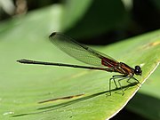   Hetaerina cruentata