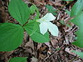 Trillium flower