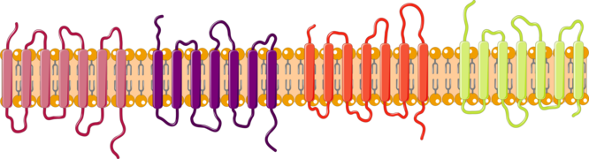 Receptors 4 -- Smart-Servier.png