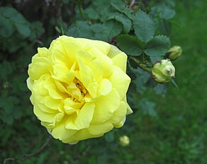 'Harison's Yellow' Harison 1824, R. foetida × R. spinosissima