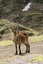 Capra hyspanica in the Gredos Cirque