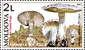 Amanita solitaria