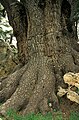 'Cedars of God', Lebanon