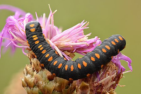 Commons:Featured picture candidates/Set/Cucullia lucifuga caterpillar