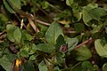 Mimulus tilingii