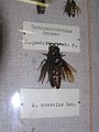 Русский: Зоологический музей в Санкт-Петербурге. S. costalis