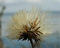 Sonchus palustris