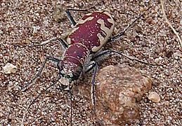 Cicindela formosa