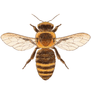 202203 western honey bee.svg