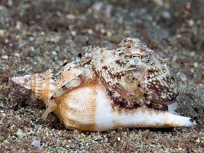 Amphioctopus marginatus (Coconut Octopus)