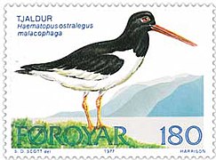Tjaldur (Haematopus ostralegus), the National bird of the Faroe Islands. They leave in September to Britain and return on 12 March - a National holiday then. (stamp of 1977)